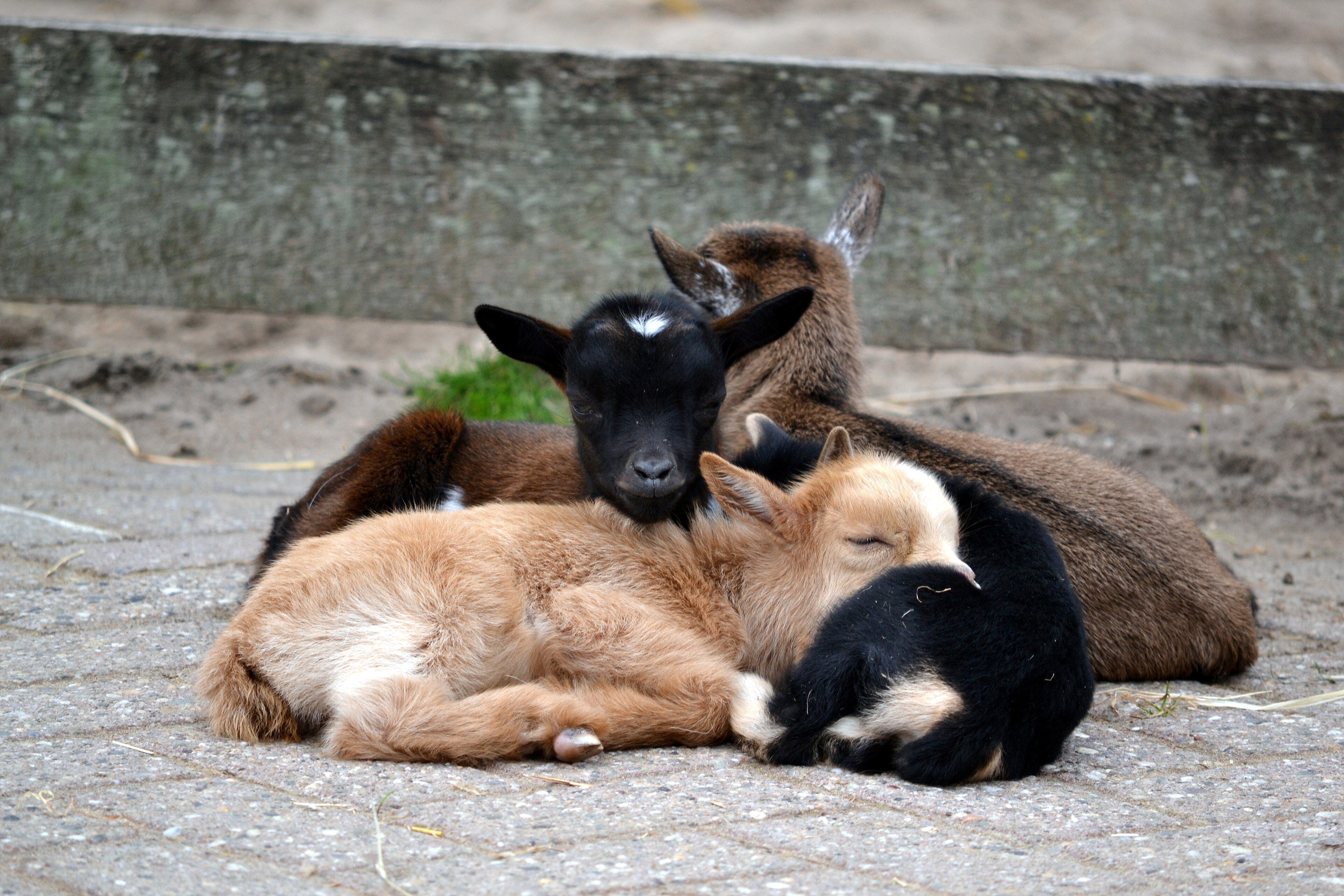 Baby goats sleeping in a pile