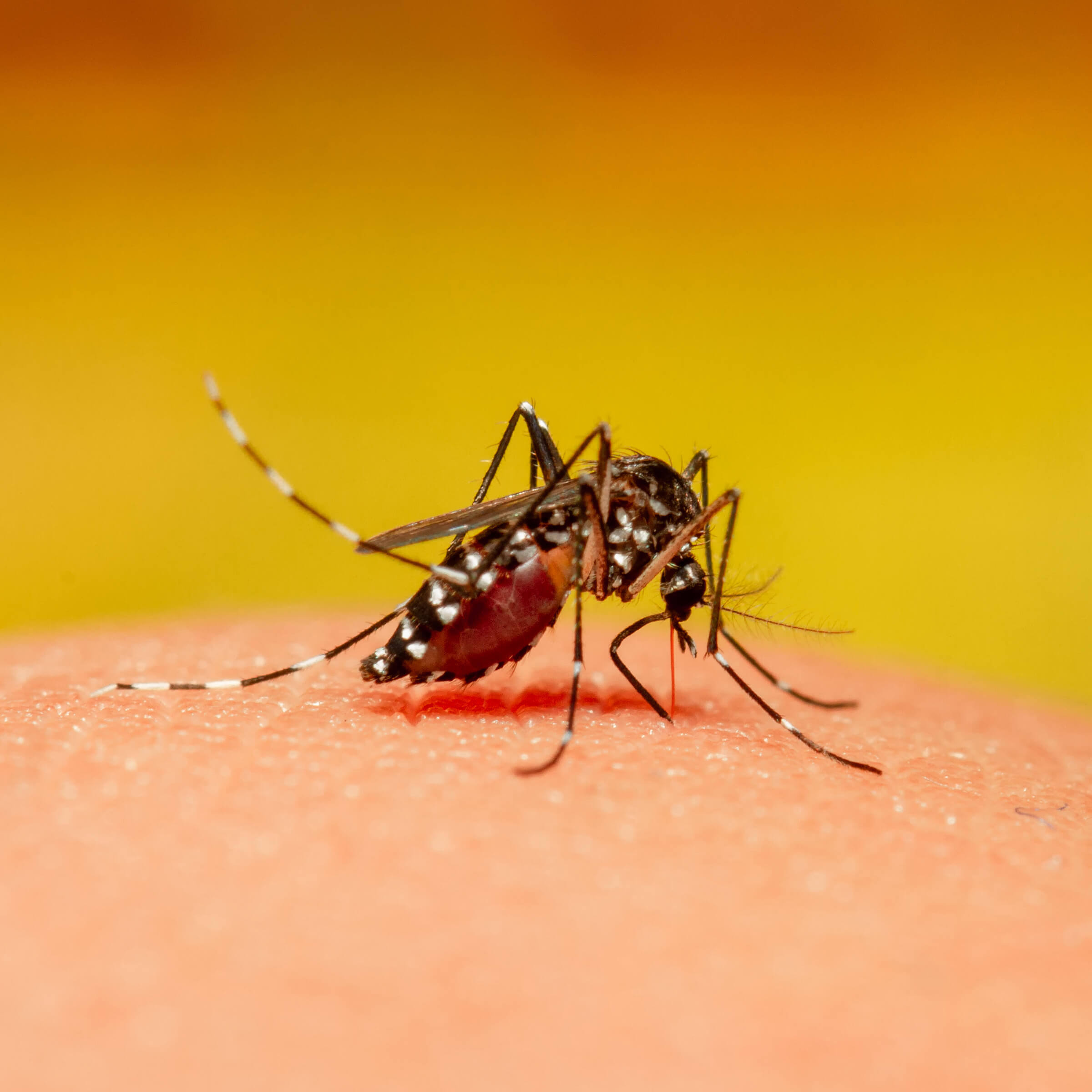 mosquito sucking blood, yellow background