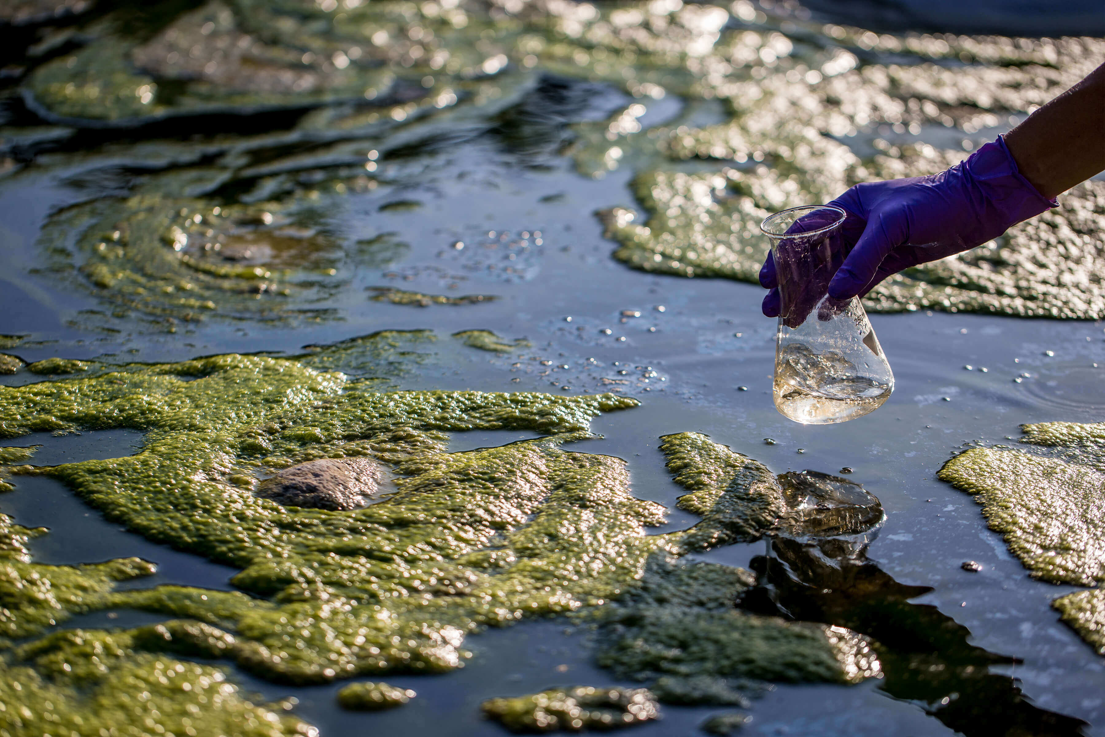 hand holding a beaker to collect a sample of water covered in algae