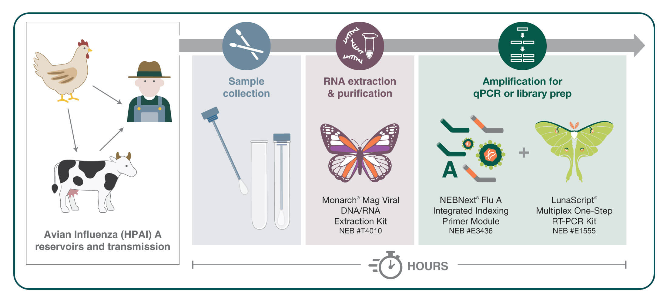 The complete NEB workflow for influenza A identification illustration.